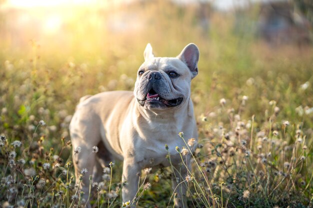 Simpatico bulldog francese in piedi al campo di fiori bianchi