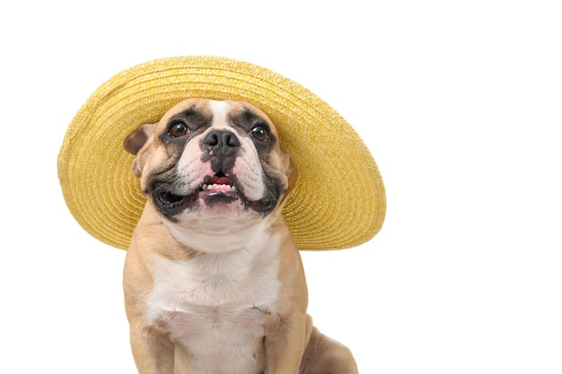 Simpatico bulldog francese indossa un cappello estivo isolato su sfondo bianco, viaggia sulla stagione estiva concept