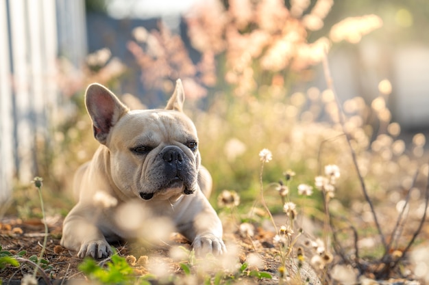 Simpatico bulldog francese seduto al campo di fiori bianchi