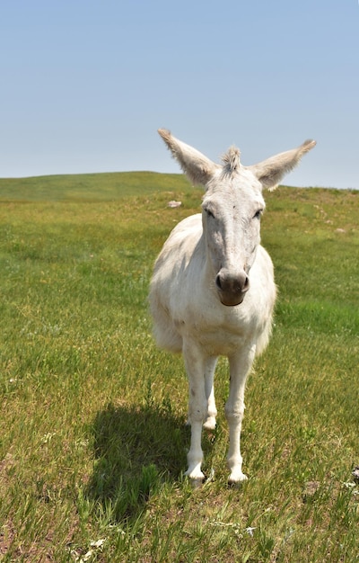 Simpatico buro bianco lanuginoso in piedi in un campo di erba