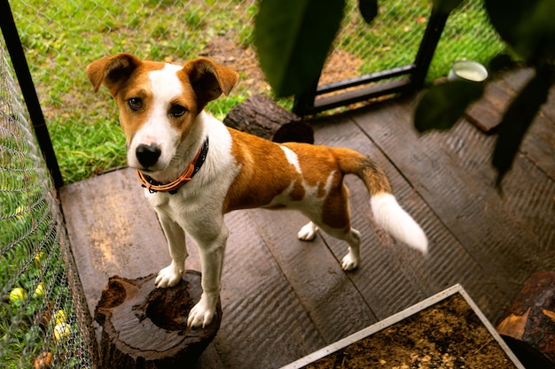 Simpatico cagnolino amichevole nel suo recinto