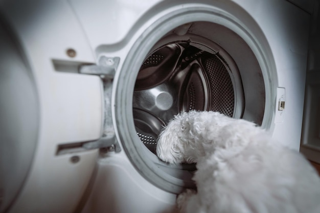 Simpatico cagnolino bianco che guarda alla lavatrice