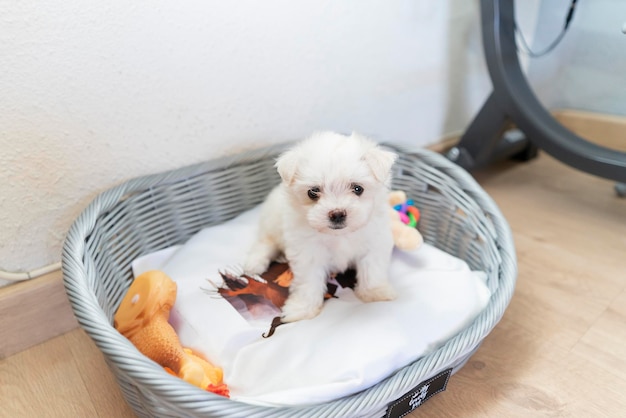 Simpatico cagnolino Bichon maltes con soffice pelliccia bianca si siede in un cesto di vimini con biancheria da letto e giocattoli fuoco selettivo sugli occhi e sul muso Bel cagnolino nell'interno domestico