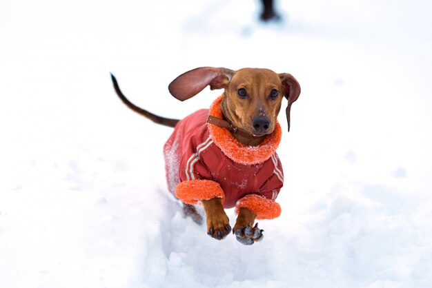 Simpatico cagnolino che attraversa la neve