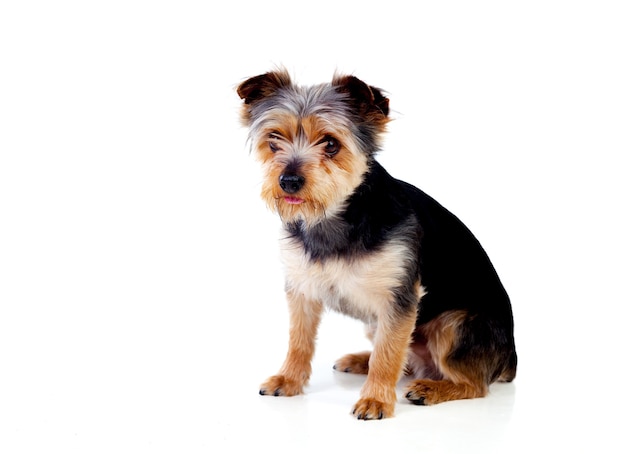 Simpatico cagnolino con i capelli tagliati