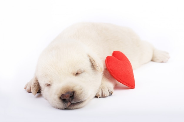 Simpatico cagnolino isolato con cuore rosso.