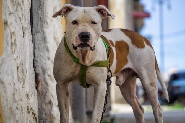 Simpatico cagnolino per le strade della città di L'Avana Vecchia, capitale di Cuba