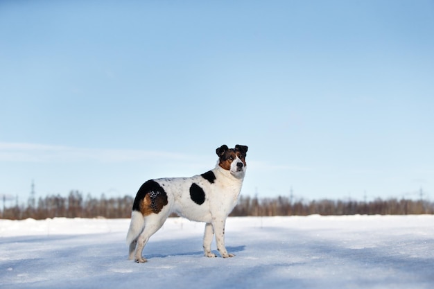 Simpatico cane a piedi in natura nel campo invernale