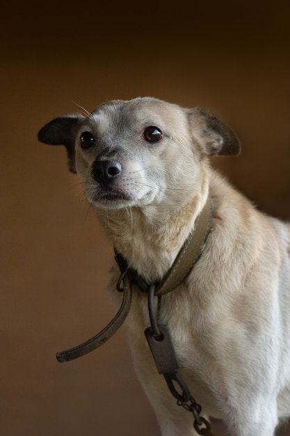 Simpatico cane affascinante in catene di metallo alla luce del giorno estiva. Il cane da guardia protegge la casa