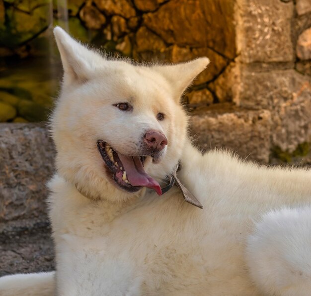 Simpatico cane Akita Inu