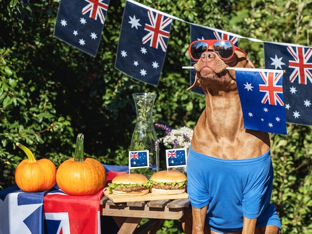 Simpatico cane bandiera australiana due deliziosi hamburger, zucche e limonata fatta in casa Primo piano all'aperto Luce del giorno Concetto di cura degli animali domestici Congratulazioni per parenti, amici e colleghi