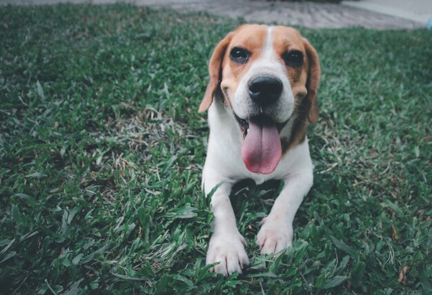 Simpatico cane beagle che gioca all'aperto nel parco in una giornata di sole in attesa di un comando dal suo proprietario