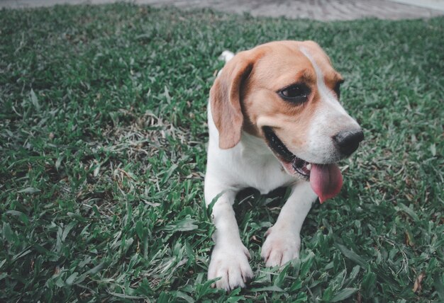 Simpatico cane beagle che gioca all'aperto nel parco in una giornata di sole in attesa di un comando dal suo proprietario