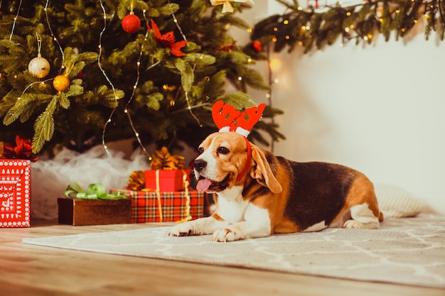 Simpatico cane beagle in posa come una renna si siede vicino a un albero di Natale a casa