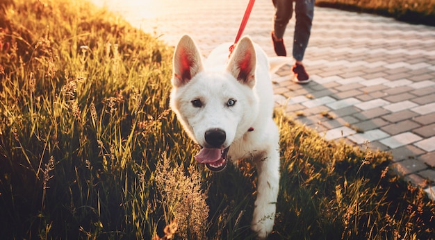 Simpatico cane bianco che cammina verso la telecamera mentre si cammina nel parco con il suo proprietario al tramonto.