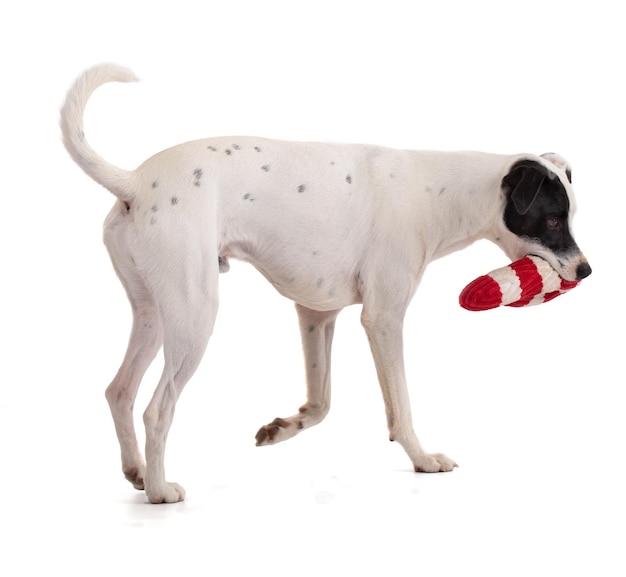 Simpatico cane bianco con una macchia nera che gioca con un giocattolo di Natale