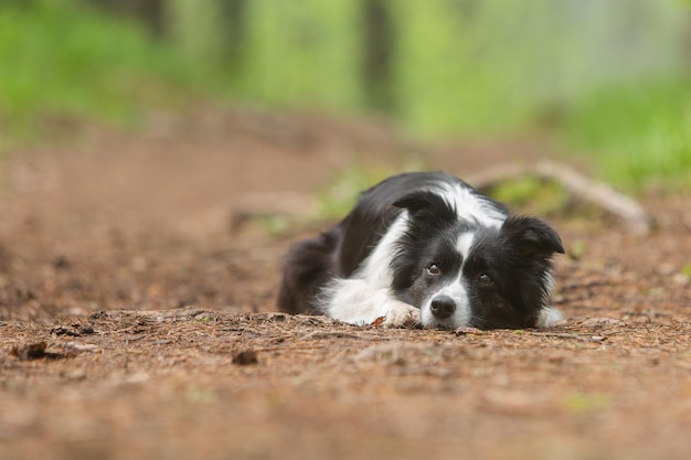 Simpatico cane border collie bianco e nero si trova sul sentiero nel parco e guarda