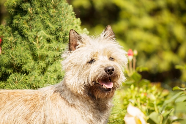 Simpatico cane cairn terrier sull'erba verde nel parco in una giornata di sole. Razza di cane terrier