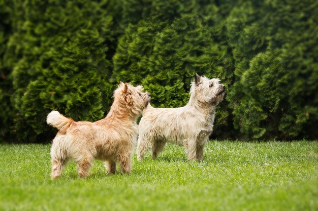 Simpatico cane cairn terrier sull'erba verde nel parco in una giornata di sole. Razza di cane terrier