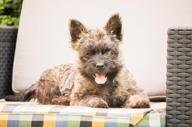 Simpatico cane cairn terrier sull'erba verde nel parco in una giornata di sole. Razza di cane terrier