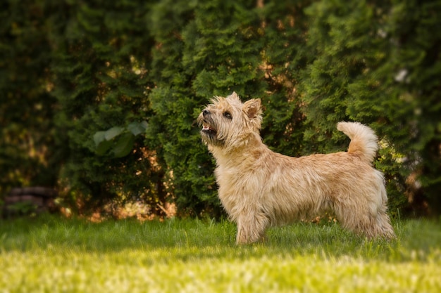 Simpatico cane cairn terrier sull'erba verde nel parco in una giornata di sole. Razza di cane terrier