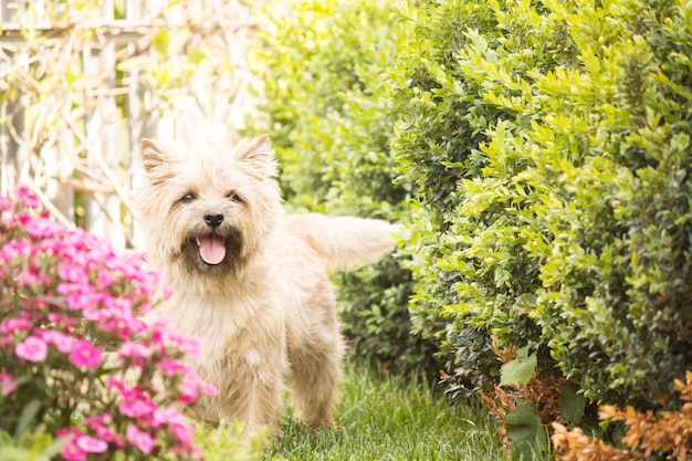 Simpatico cane cairn terrier sull'erba verde nel parco in una giornata di sole. Razza di cane terrier