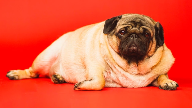 Simpatico cane carlino Primo piano di adorabile cane carlino con pelliccia liscia sdraiato su sfondo rosso in studio guardando la fotocamera