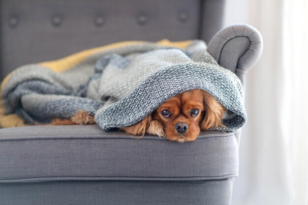 Simpatico cane cavalier spaniel che si rilassa sotto la calda coperta a casa