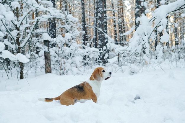 Simpatico cane che gioca nella foresta invernale