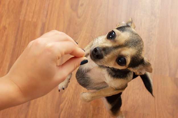 Simpatico cane che il terrier chiede cibo