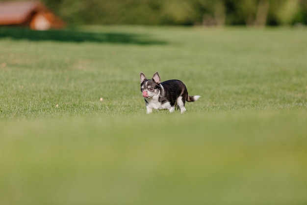 Simpatico cane chihuahua su erba verde