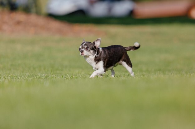 Simpatico cane chihuahua su erba verde