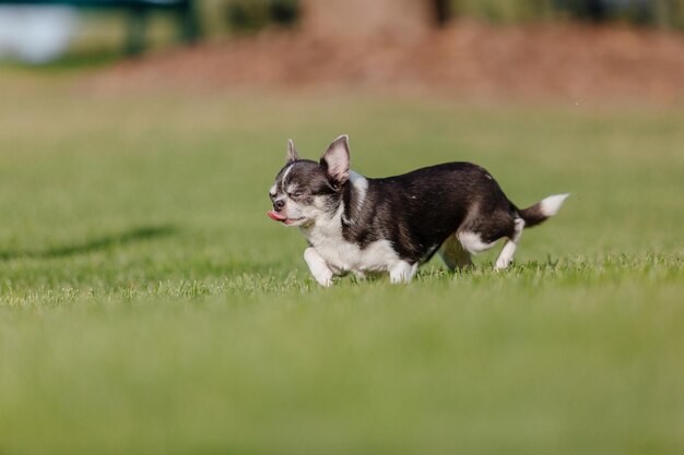 Simpatico cane chihuahua su erba verde