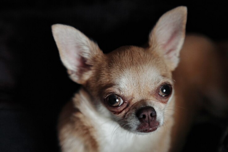 Simpatico cane Chihuahua sul divano scuro nell'accogliente soggiorno di casa. Ritratto alla pecorina Chihuahua. Concetto di amore per animali domestici e amico di famiglia