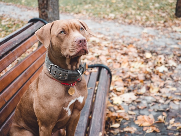 simpatico cane con foglie gialle autunnali intorno