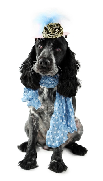 Simpatico cane con sciarpa blu e cappello isolato su sfondo bianco