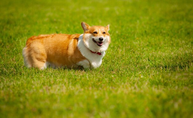 Simpatico cane corgi sorridente in estate