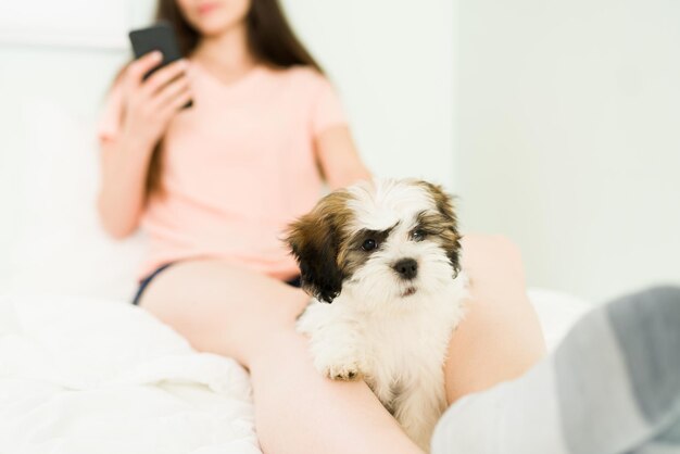 Simpatico cane di piccola razza con pelliccia bianca e marrone seduto sulle gambe di una giovane donna mentre si riposa insieme in un comodo letto