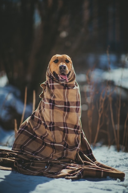 Simpatico cane di razza mista all'esterno. Ibrido nella neve