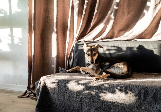 Simpatico cane di razza mista che dorme su un divano, ombre dure sulla tenda. Soggiorno. Colori marroni e grigi