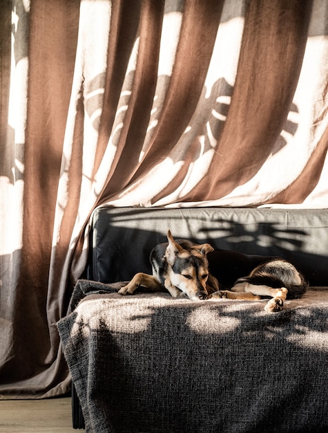 Simpatico cane di razza mista che dorme su un divano, ombre dure sulla tenda. Soggiorno. Colori marroni e grigi