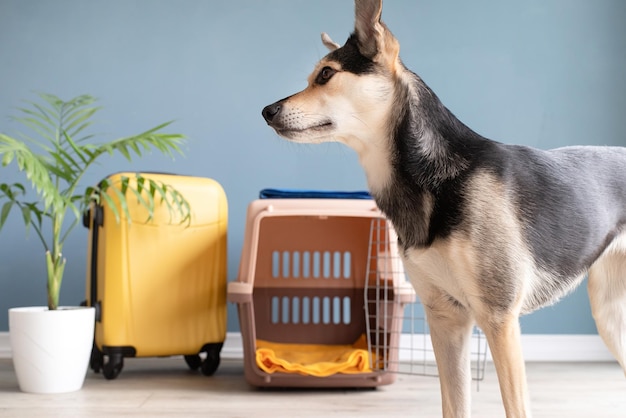 Simpatico cane di razza mista in piedi accanto al trasportino per animali domestici sfondo muro blu