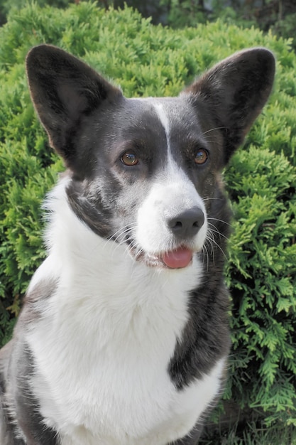 Simpatico cane di razza Welsh corgi Pembroke Portrait Temi animali