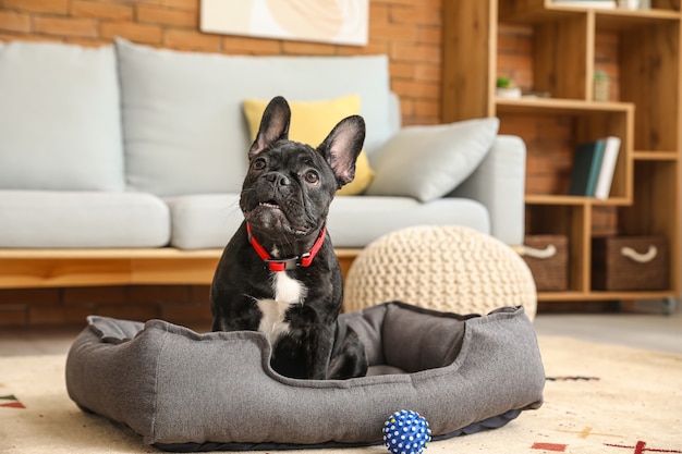 Simpatico cane divertente nel letto dell'animale domestico a casa