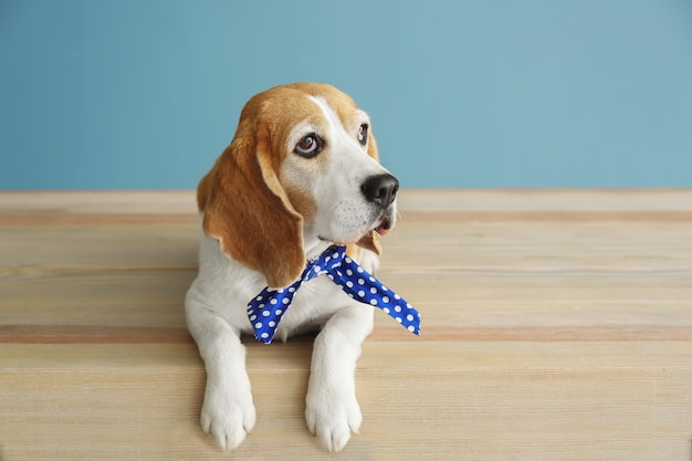 Simpatico cane divertente sdraiato sul tavolo