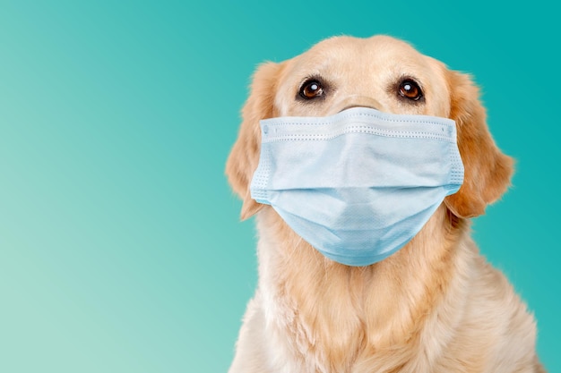 Simpatico cane domestico che indossa una maschera medica