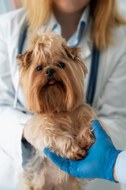 Simpatico cane durante una consultazione