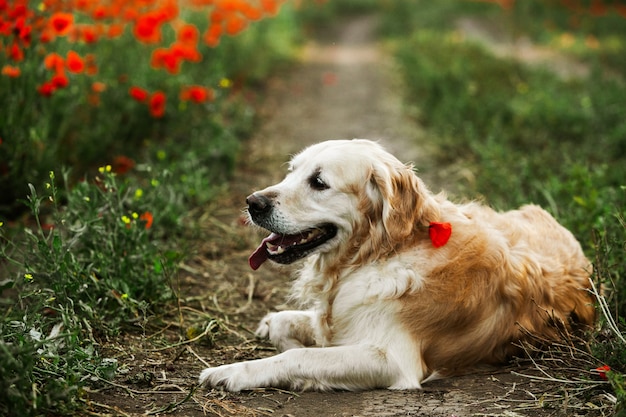 Simpatico cane Golden Retriever nel campo del papavero