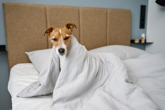 Simpatico cane in camera da letto Pet sotto coperta a letto