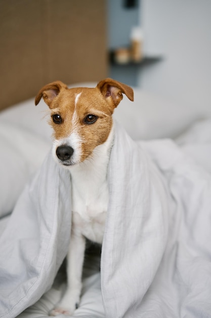 Simpatico cane in camera da letto Pet sotto coperta a letto